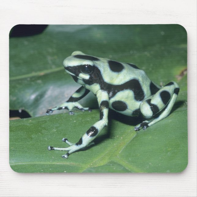 Poison Dart Frog, (Dendrobates auratus) Cahuita Mouse Pad (Front)