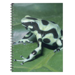 Poison Dart Frog, (Dendrobates auratus) Cahuita Notebook