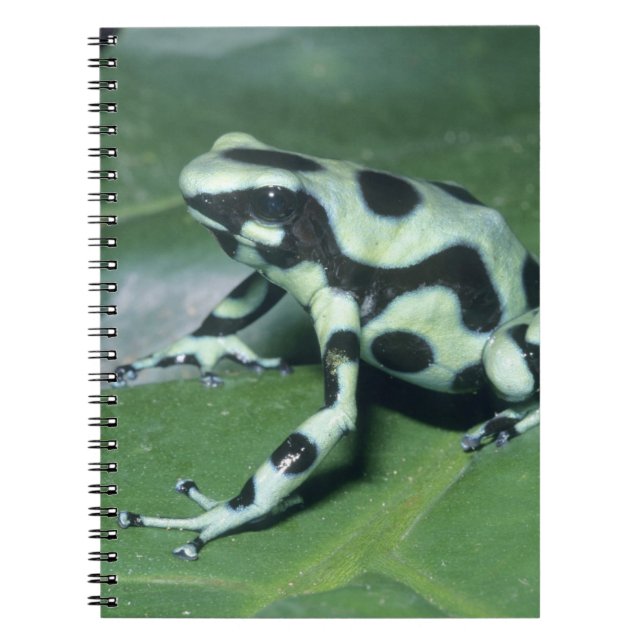 Poison Dart Frog, (Dendrobates auratus) Cahuita Notebook (Front)