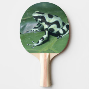 Poison Dart Frog, (Dendrobates auratus) Cahuita Ping Pong Paddle