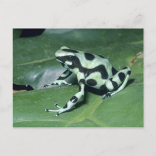 Poison Dart Frog, (Dendrobates auratus) Cahuita Postcard