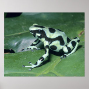Poison Dart Frog, (Dendrobates auratus) Cahuita Poster