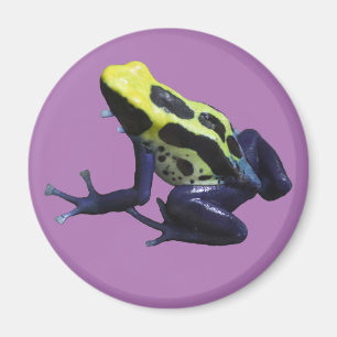 Poison Dart Frog Magnet
