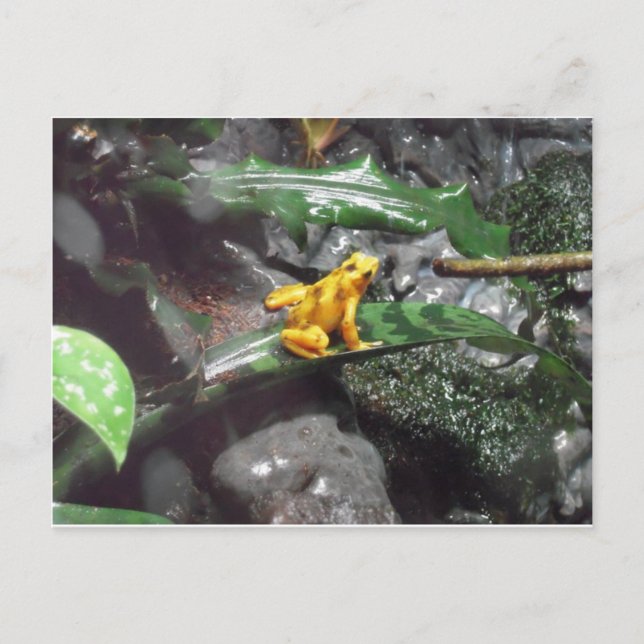 Poison Dart Frog Photo Postcard (Front)