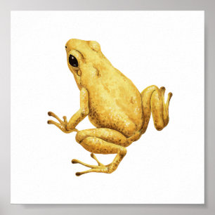 Poison dart frog poster