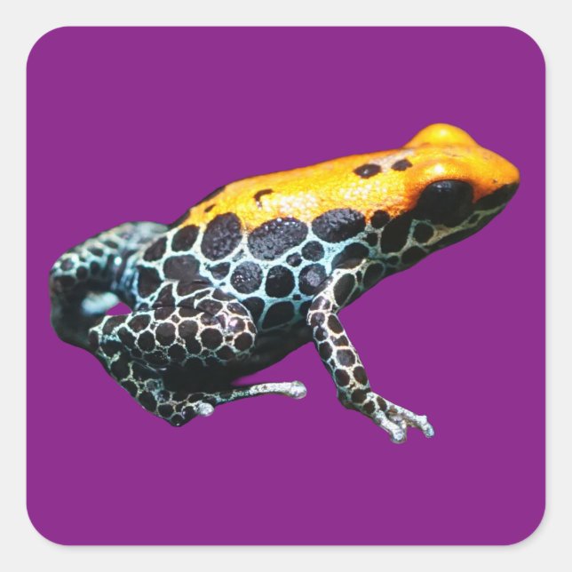 Poison Dart Frog Square Sticker (Front)