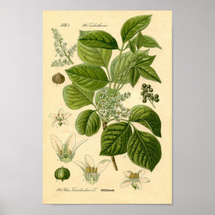 Poison Ivy plant Print