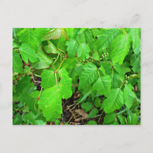 Poison ivy postcard