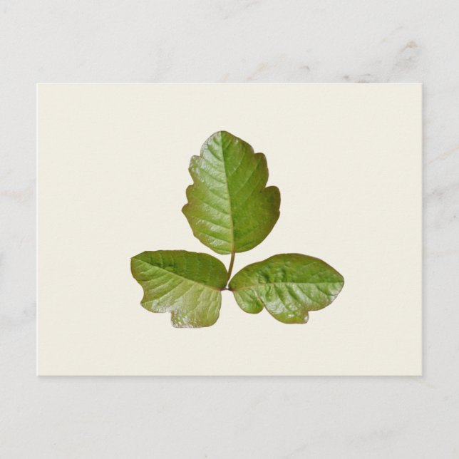 Poison Oak Leaves - Identify itchy plant for hikes Postcard (Front)
