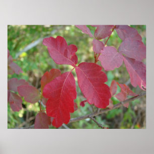 Poison Oak Poster
