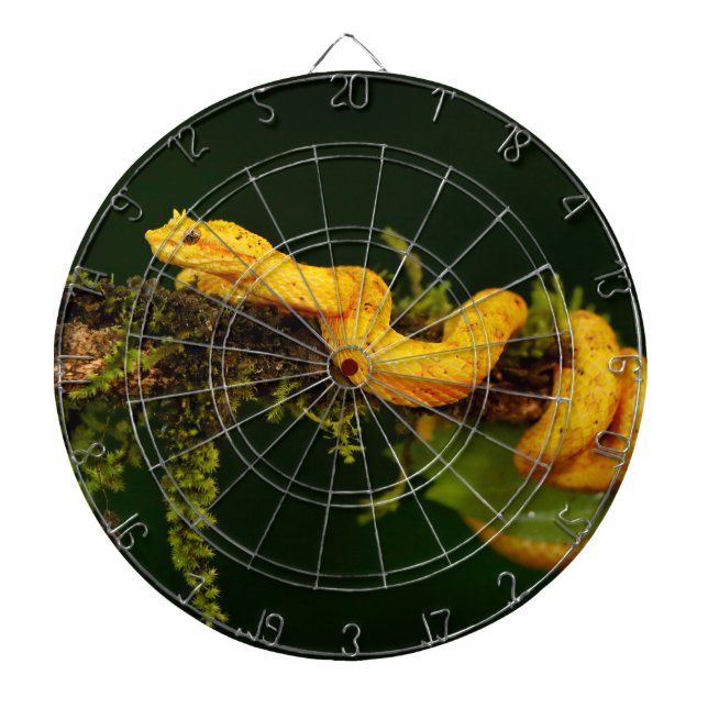 Poison Viper Snake from Costa Rica Dartboard (Front)