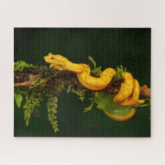 Poison Viper Snake from Costa Rica Jigsaw Puzzle