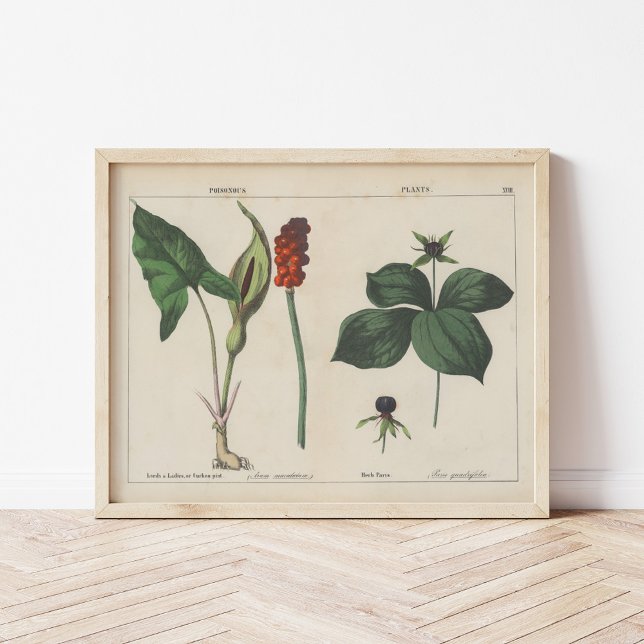 Poisonous Plants | Charlotte Mary Yonge Poster (Creator Uploaded)