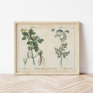 Poisonous Plants   Charlotte Mary Yonge Poster