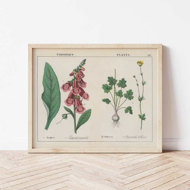 Poisonous Plants | Charlotte Mary Yonge Poster (Creator Uploaded)