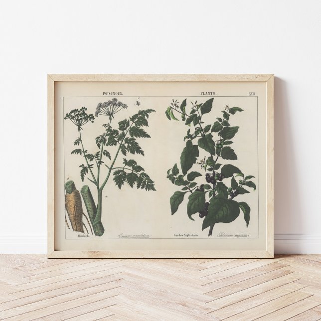 Poisonous Plants | Charlotte Mary Yonge Poster (Creator Uploaded)