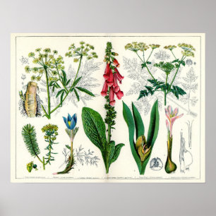 Poisonous Plants Poster