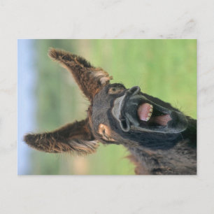 Poitou-Riesen-Esel, Poitou-Esel, Postcard