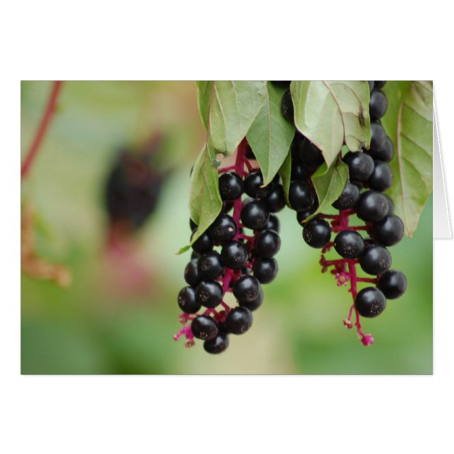 Pokeweed Berries (Front Horizontal)