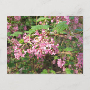 Pokey's Pink in the Park Postcard