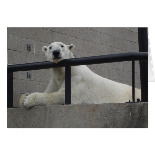 Polar Bear (Front Horizontal)