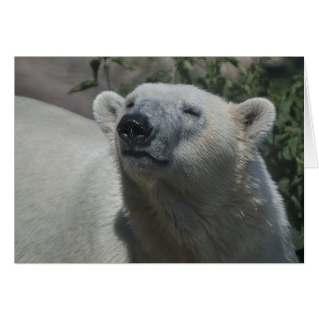 Polar Bear (Front Horizontal)
