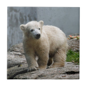 Polar Bear 010 Ceramic Tile