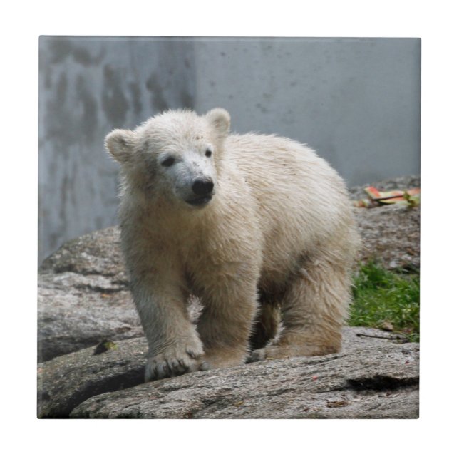 Polar Bear 010 Ceramic Tile (Front)
