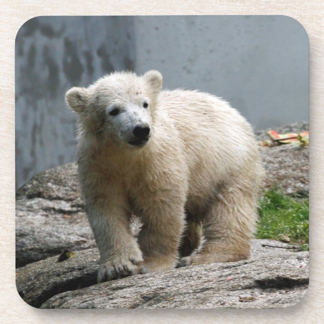 Polar Bear 010 Coaster (Front)