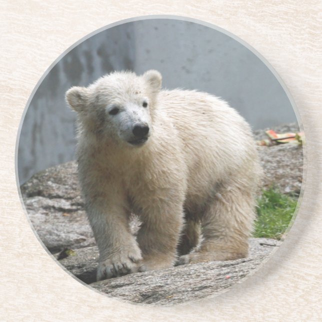 Polar Bear 010 Coaster (Front)