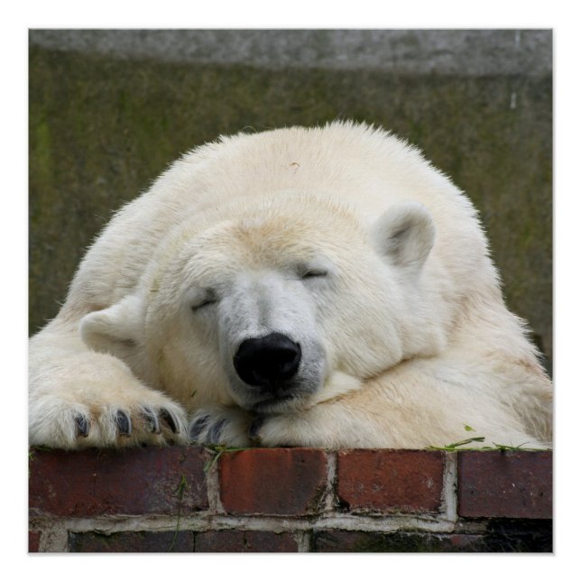 Polar_Bear_2015_0301 Poster (Front)