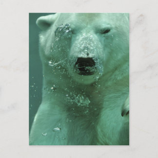 polar-bear-4069 postcard