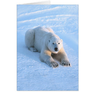 Polar Bear Blue Card