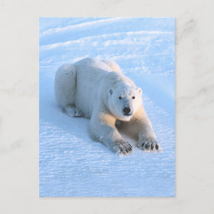 Polar Bear Blue Postcard