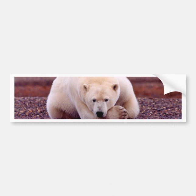 Polar Bear Bumper Sticker (Front)
