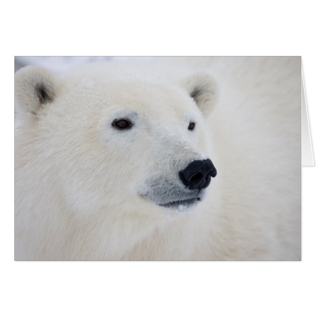 Polar Bear Churchill (Front Horizontal)