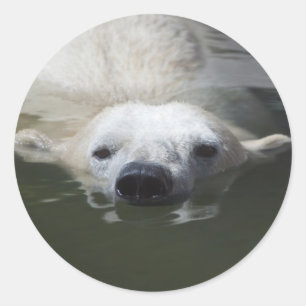 Polar Bear Classic Round Sticker
