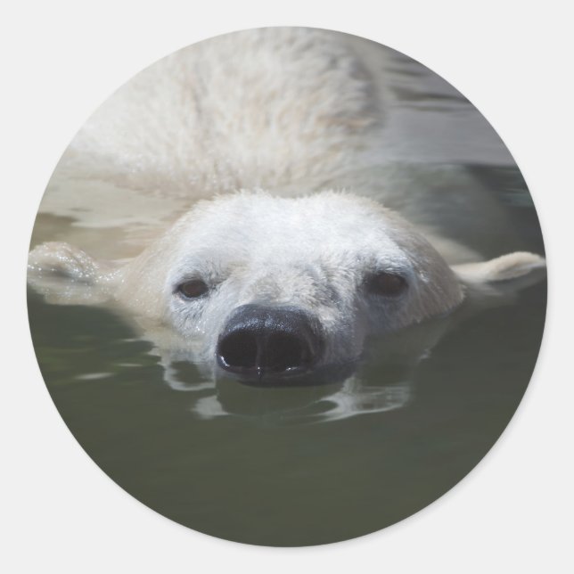 Polar Bear Classic Round Sticker (Front)