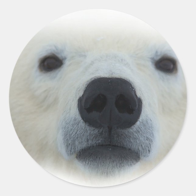 Polar Bear Classic Round Sticker (Front)