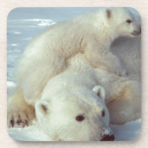 Polar Bear Coaster