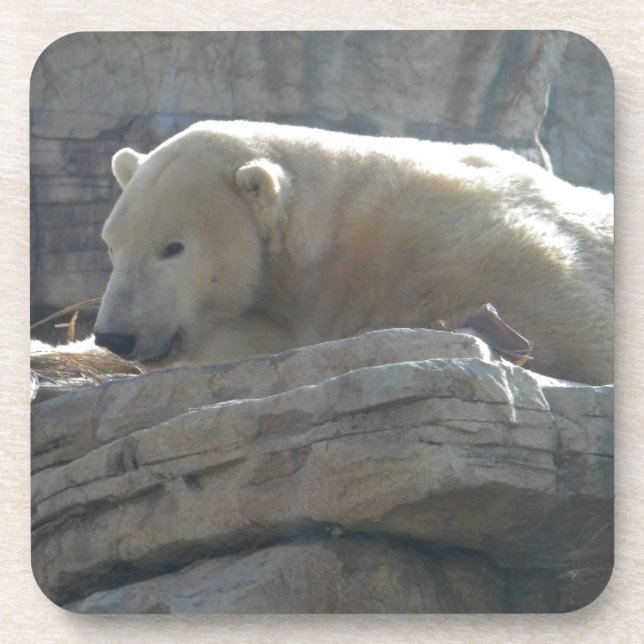 Polar Bear Coaster (Front)