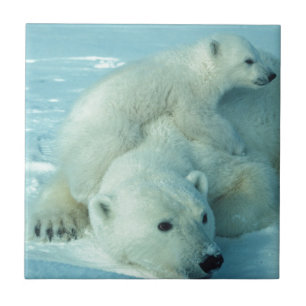 Polar bear cub and mum - 2 ceramic tile