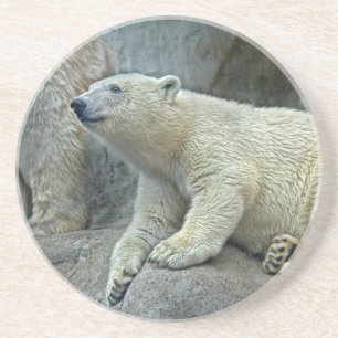 Polar Bear Cub Coaster
