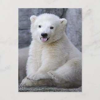 Polar Bear Cub Postcard