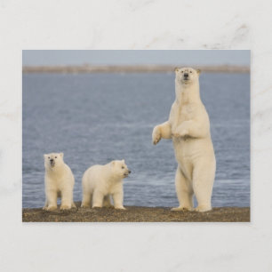 Polar bear cubs and their mother postcard