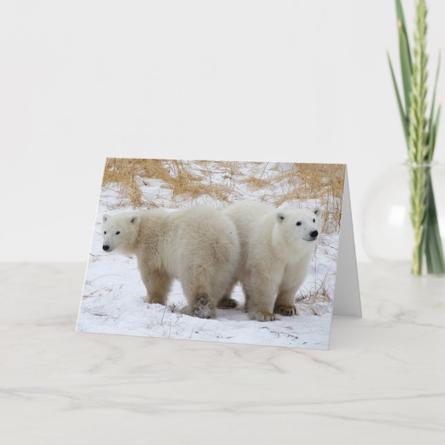 Polar Bear Cubs Card (Front)