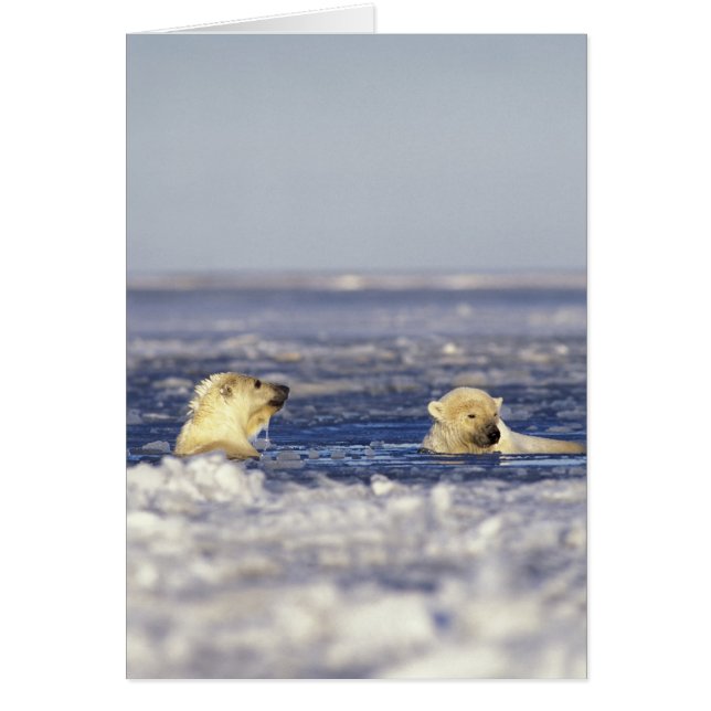Polar bear cubs playing (Front)
