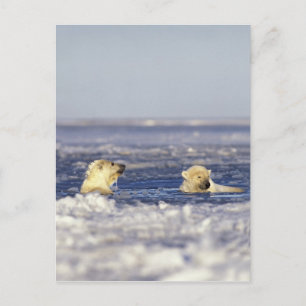 Polar bear cubs playing in pack ice of the postcard