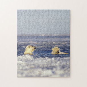 Polar bear cubs playing jigsaw puzzle