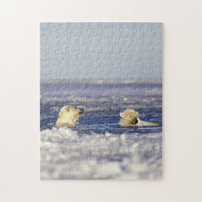 Polar bear cubs playing jigsaw puzzle (Vertical)